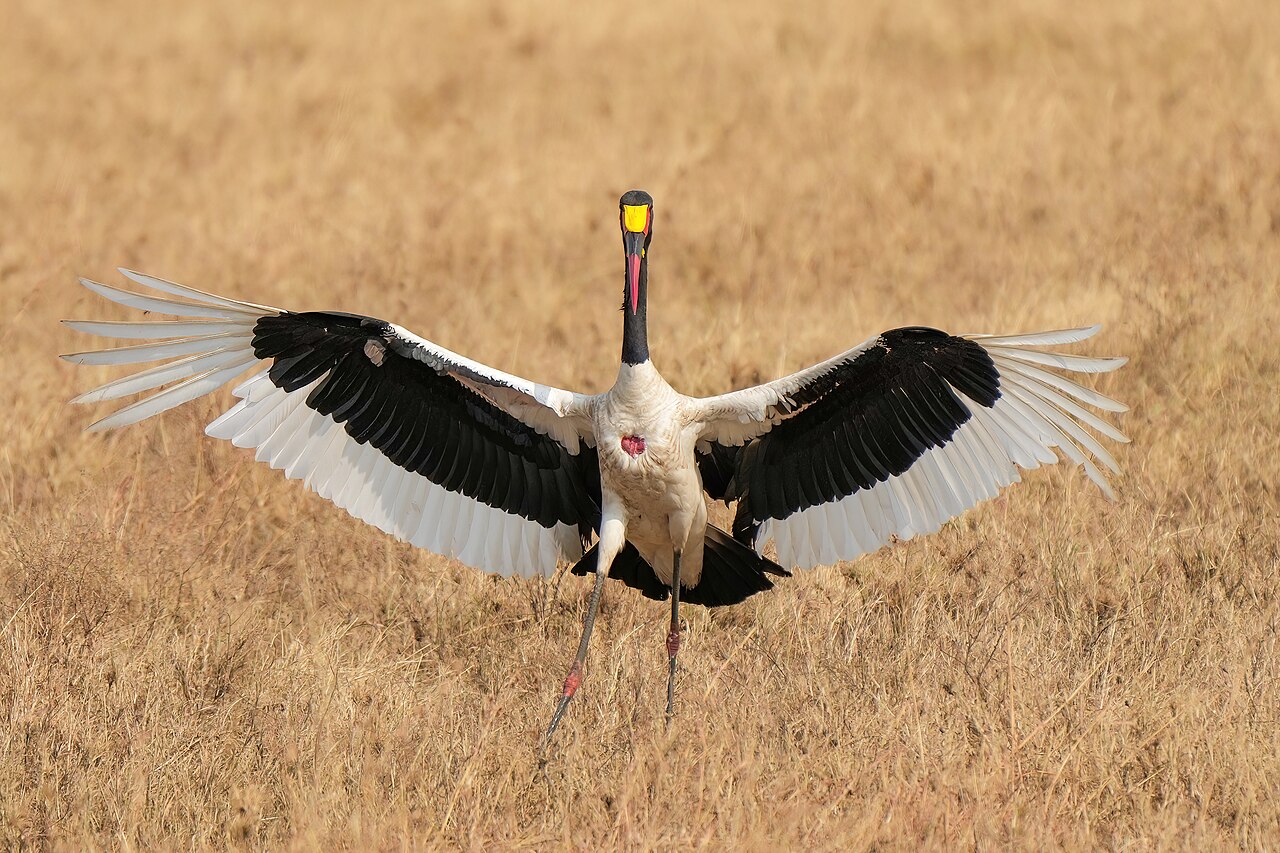 034 Saddle-billed stork spreading wings in the Serengeti National Park Photo by Giles Laurent