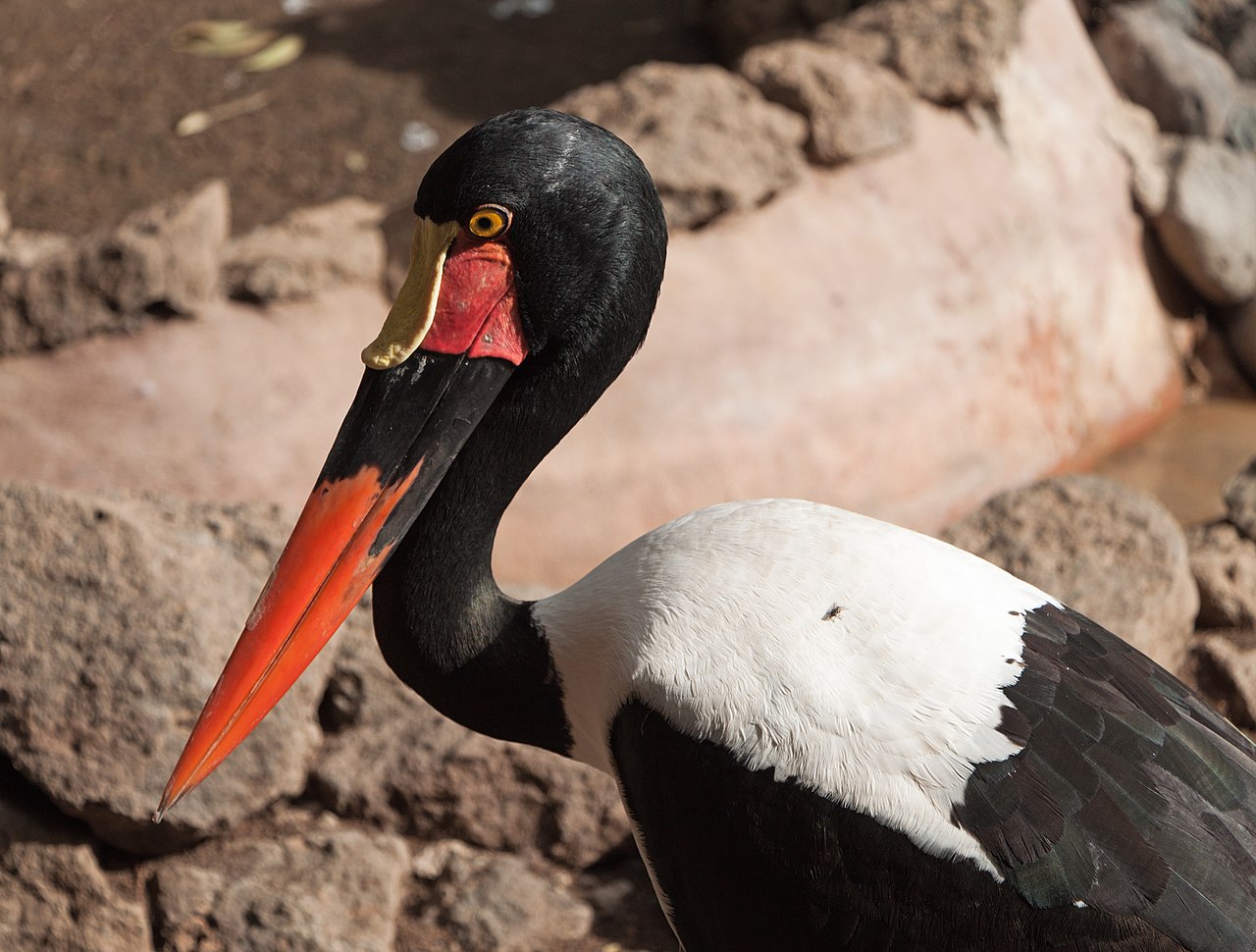 Ephippiorhynchus senegalensis - Palmitos Park