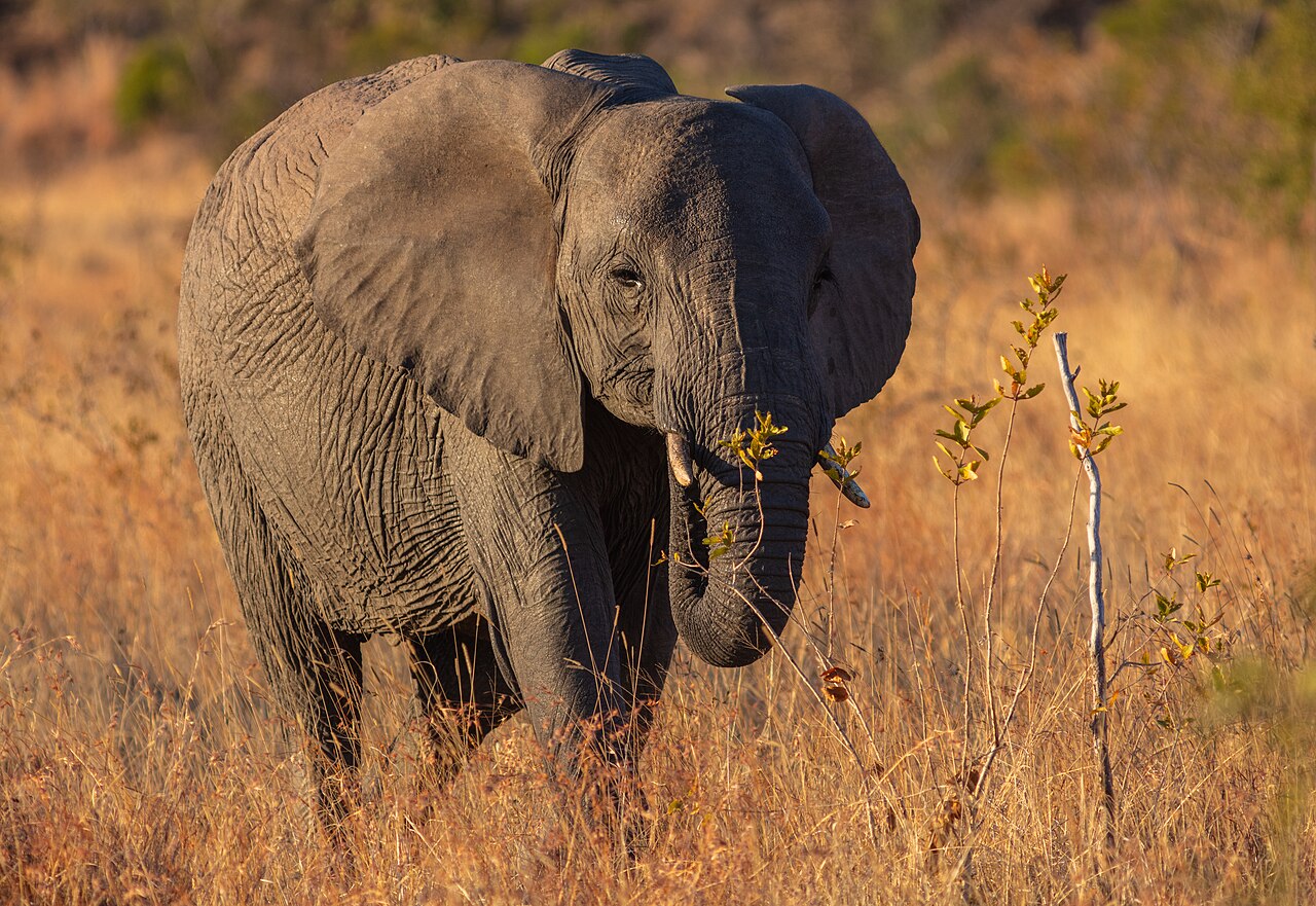 Elefante africano de sabana (Loxodonta africana), parque nacional Kruger, Sudáfrica, 2018-07-25, DD 06