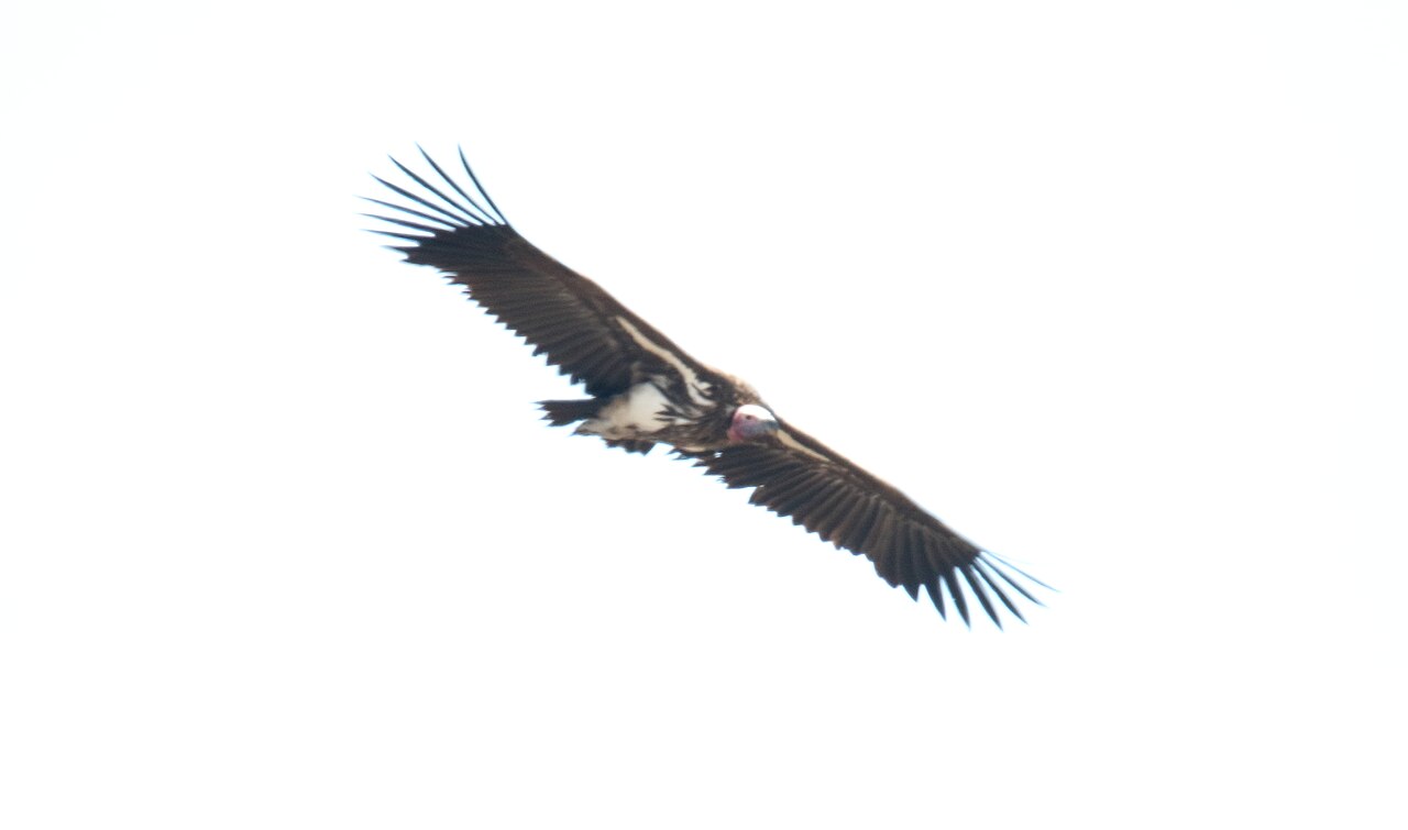 Lappet-faced Vulture (Torgos tracheliotos) ()