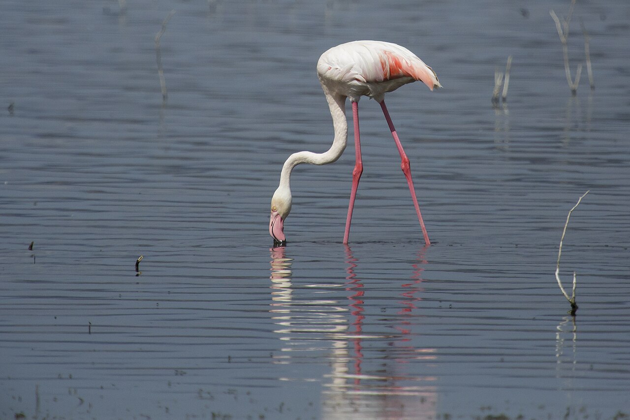 Lake Nakuru National Park 01 - greater flamingo (Phoenicopterus roseus)