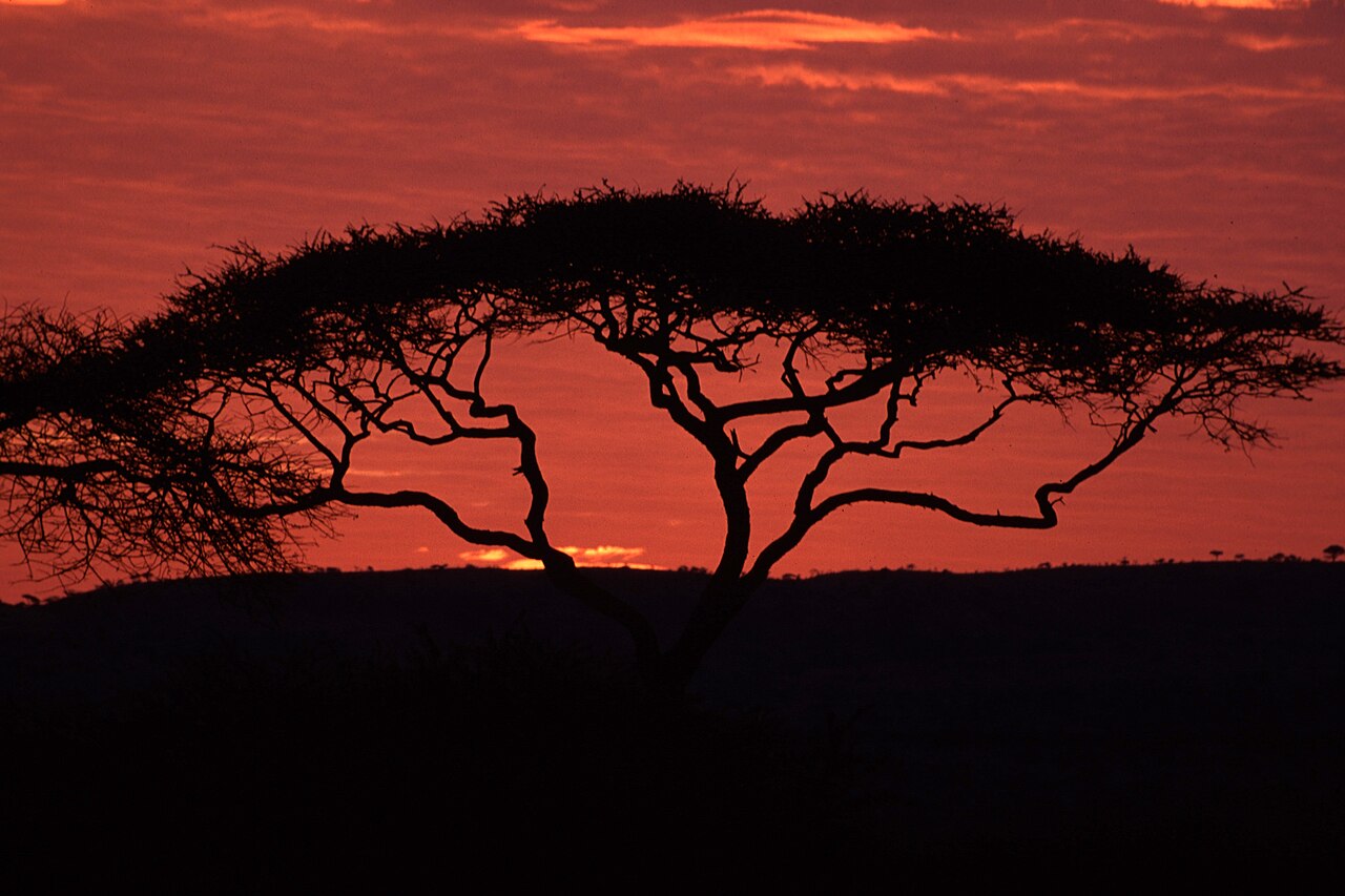 Acacia At Dusk