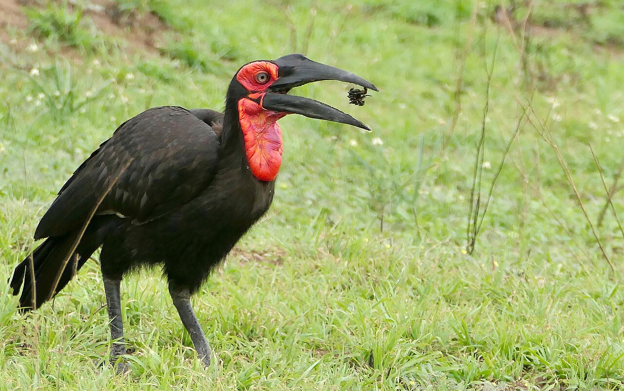 Southern Ground Hornbill (Bucorvus leadbeateri), male swallowing a dung beetle