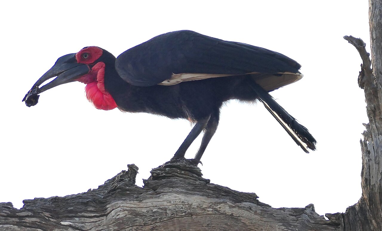 Southern Ground Hornbill (Bucorvus leadbeateri) male