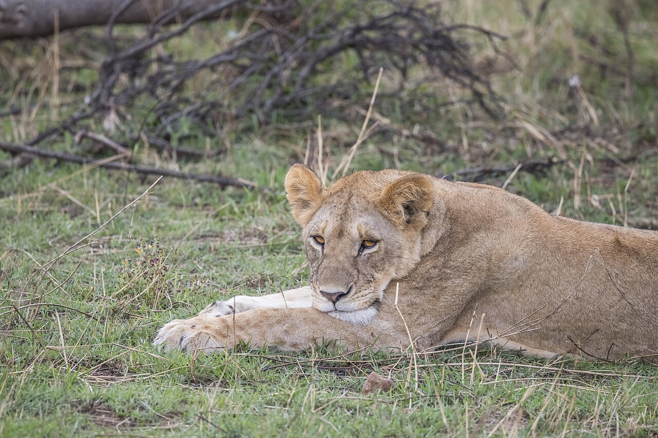 Lion (Panthera leo) female Serengeti 3