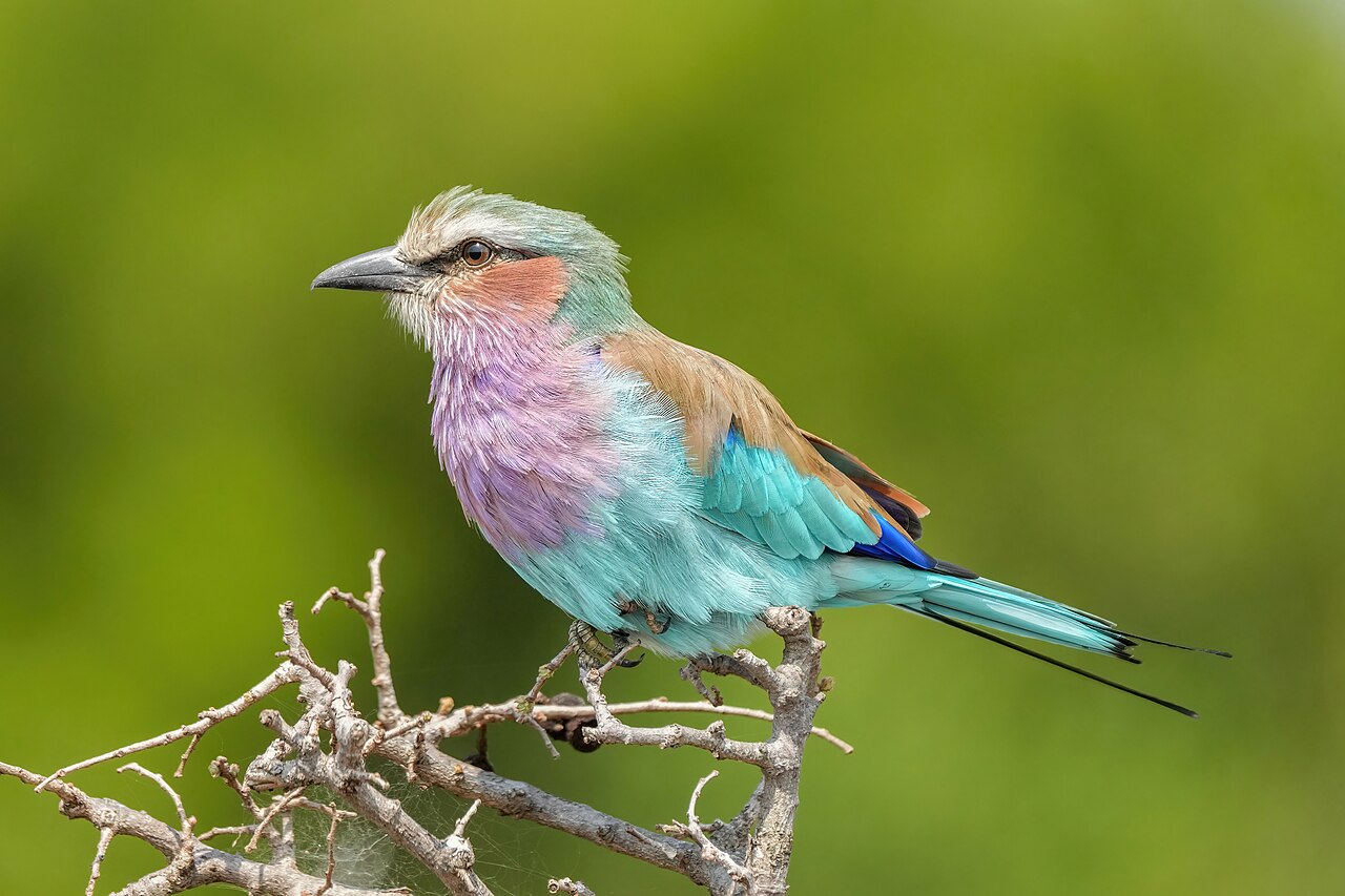 018 Lilac-breasted roller in the Serengeti National Park Photo by Giles Laurent