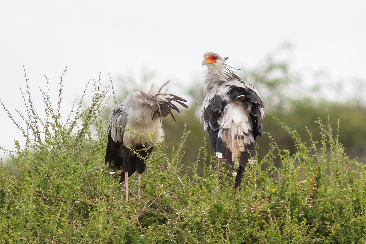 Secretarios (Sagittarius serpentarius), parque nacional de Amboseli, Kenia, 2024-05-23, DD 02