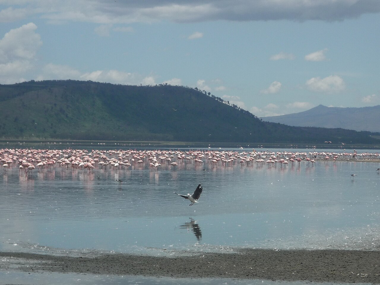 Lake nakuru flamingo P1010351