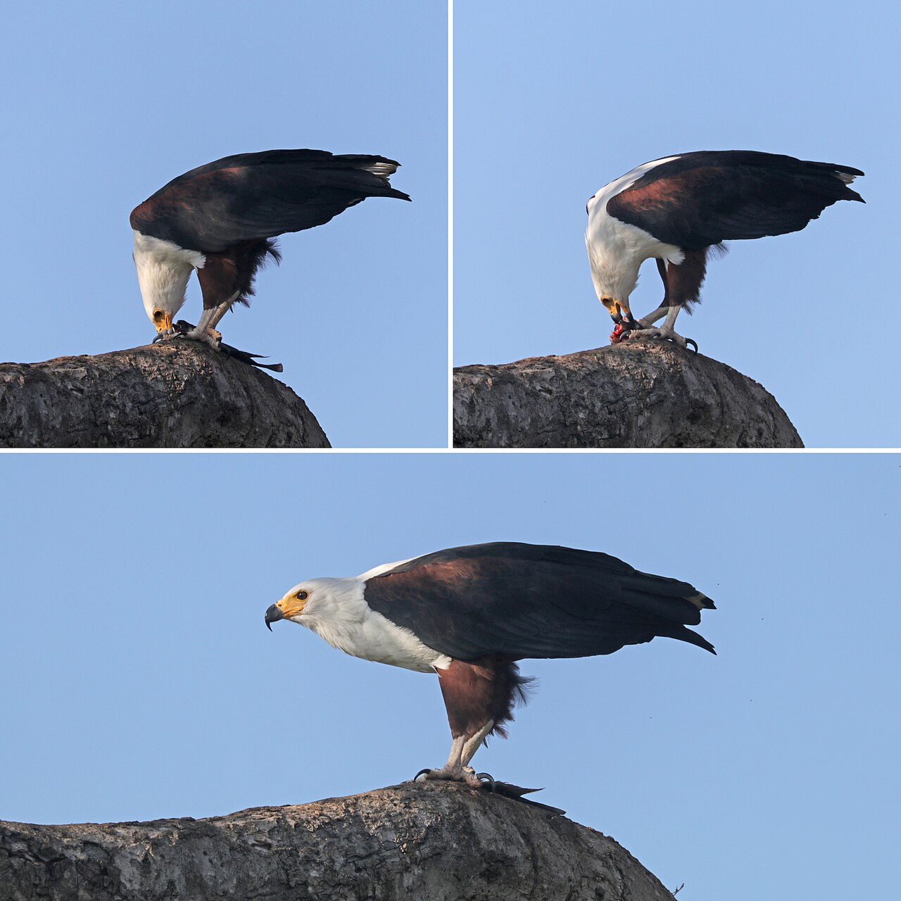 African fish eagle (Haliaeetus vocifer) feeding composite