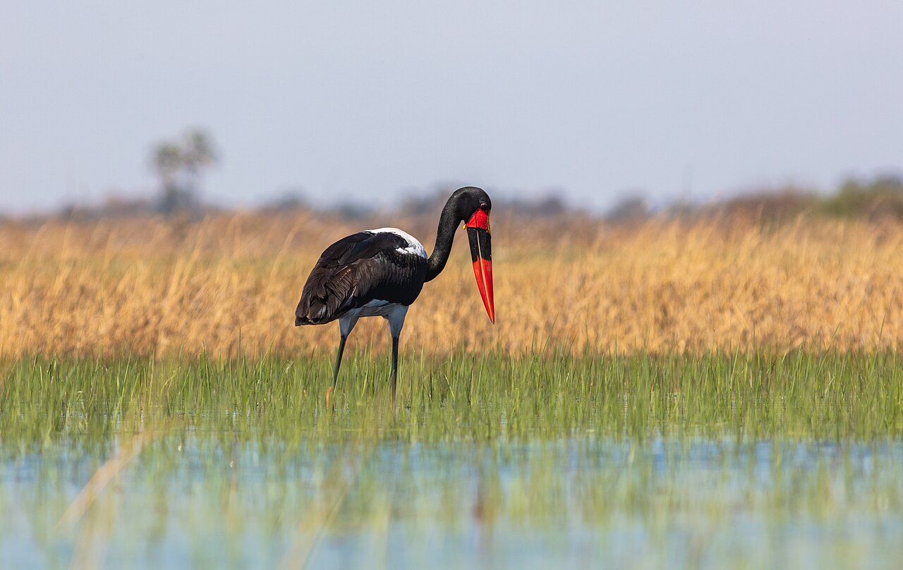 Jabirú africano (Ephippiorhynchus senegalensis), delta del Okavango, Botsuana, 2018-07-31, DD 12
