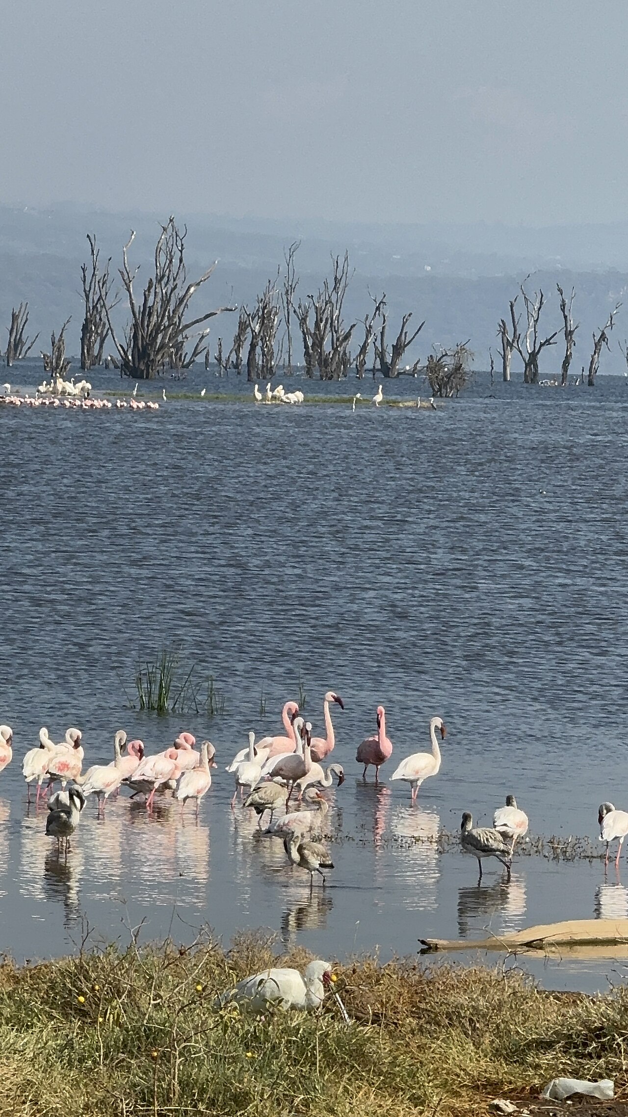 Birds of Lake Nakuru National Park. Flamingos 2
