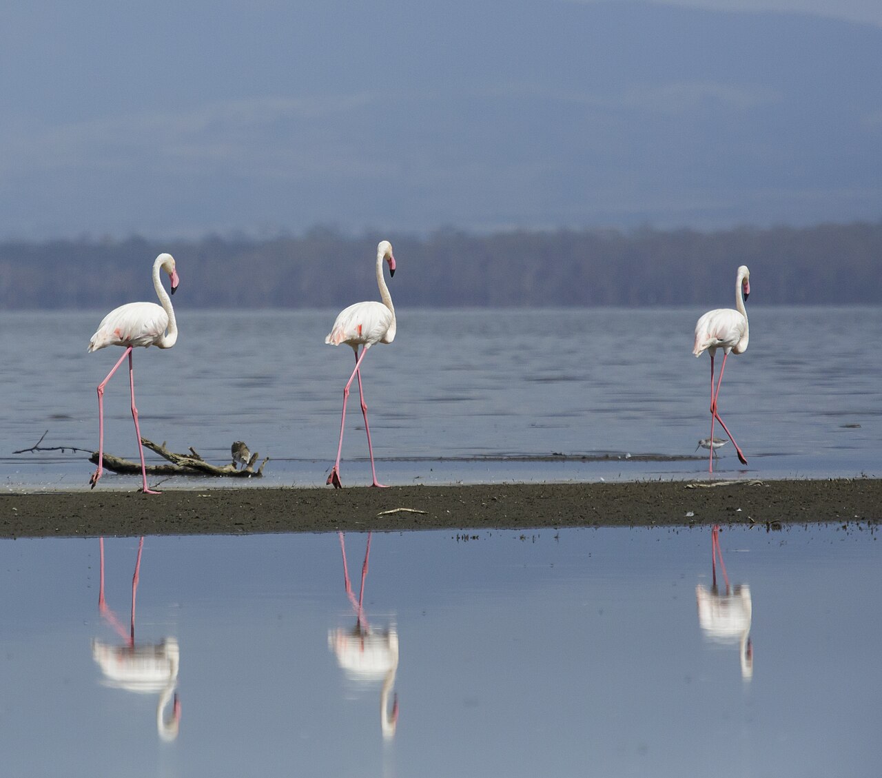 Lake Nakuru National Park 05 - greater flamingo (Phoenicopterus roseus)