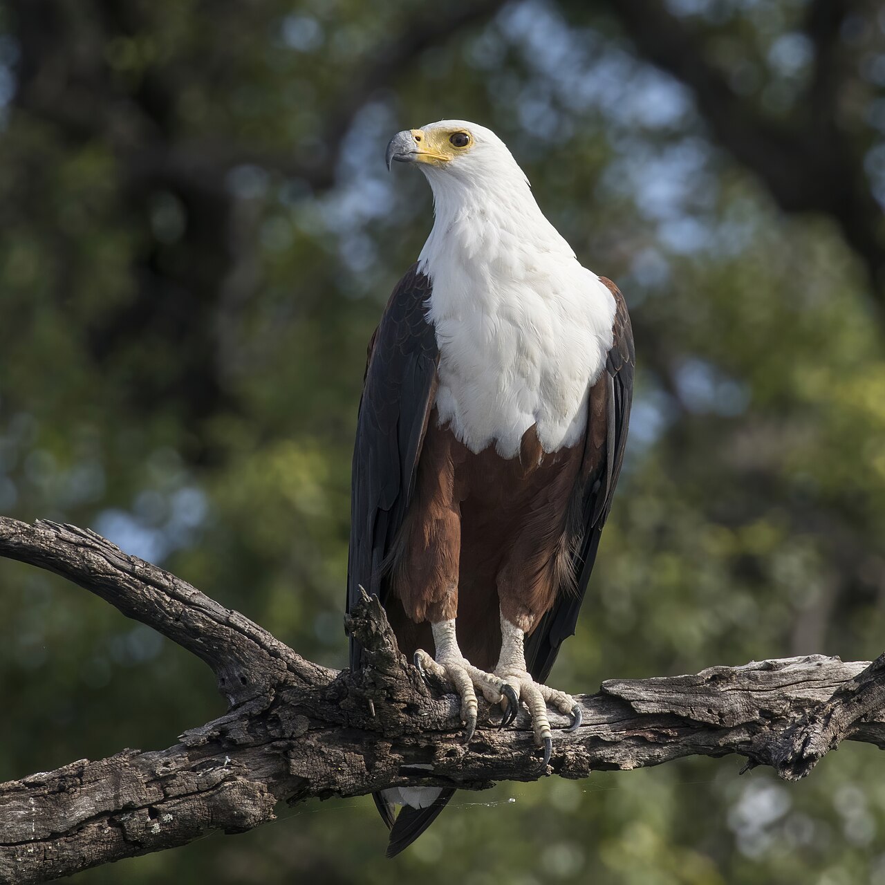 African fish eagle (Haliaeetus vocifer) Zimbabwe