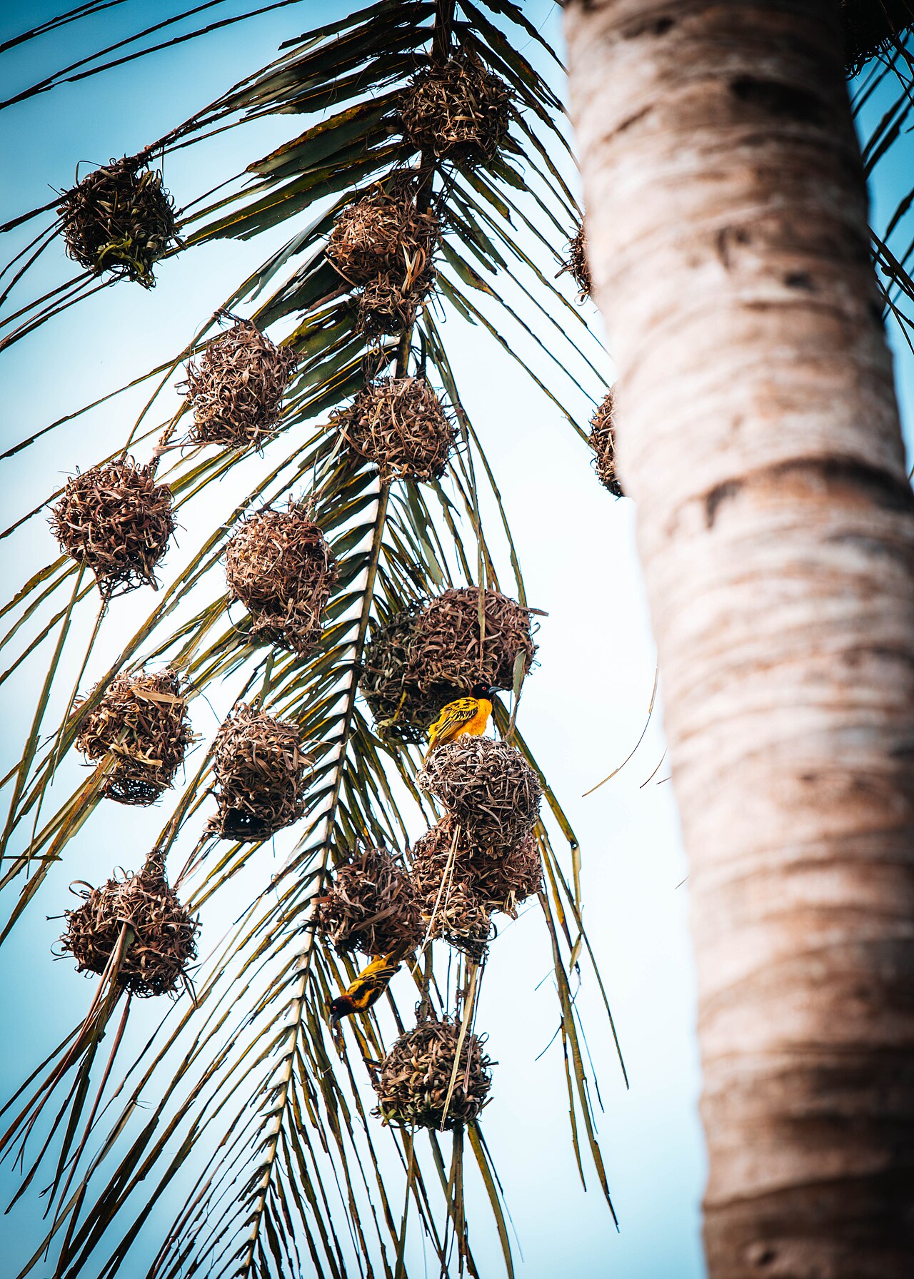Village Weaver Nest 2