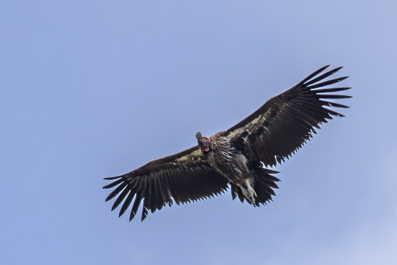 Lappet-faced vulture (Torgos tracheliotos) in flight Kruger