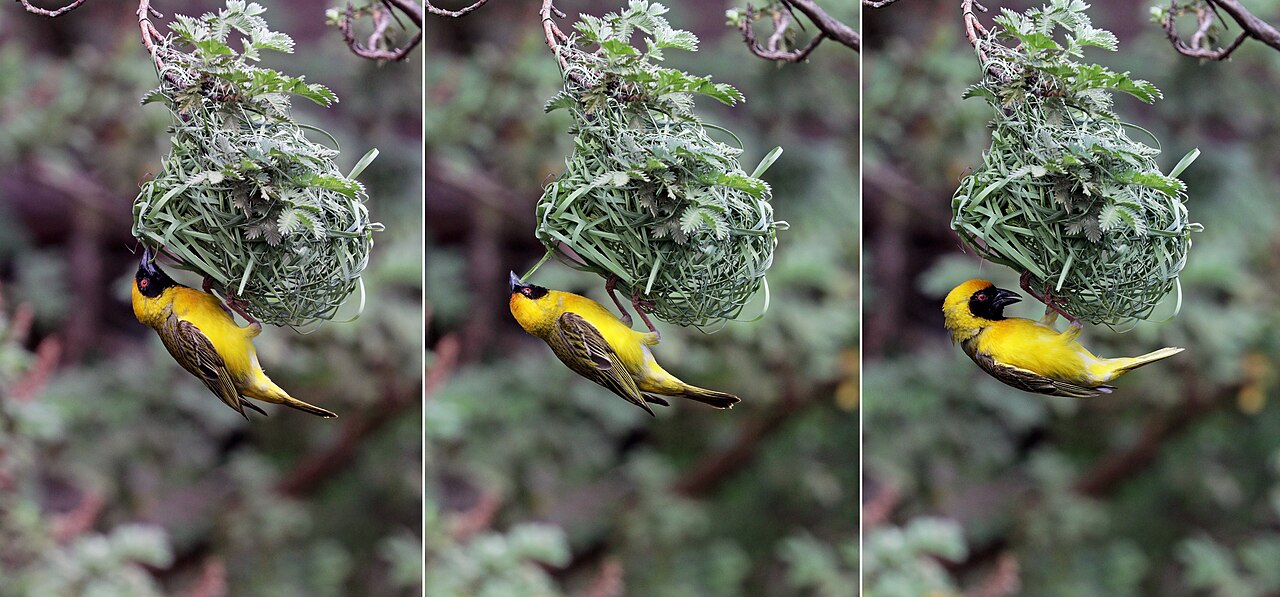 Southern masked weaver (Ploceus velatus) male building nest composite