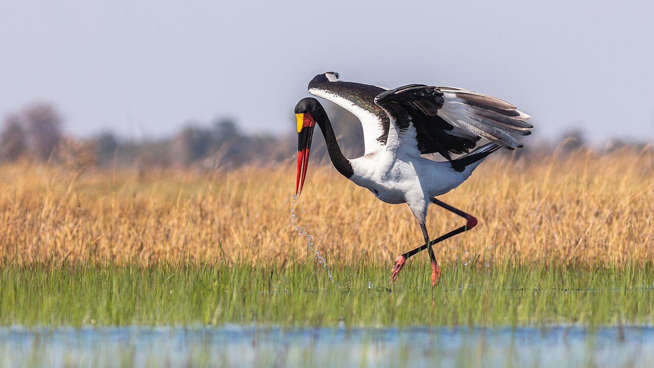 Jabirú africano (Ephippiorhynchus senegalensis), delta del Okavango, Botsuana, 2018-07-31, DD 11