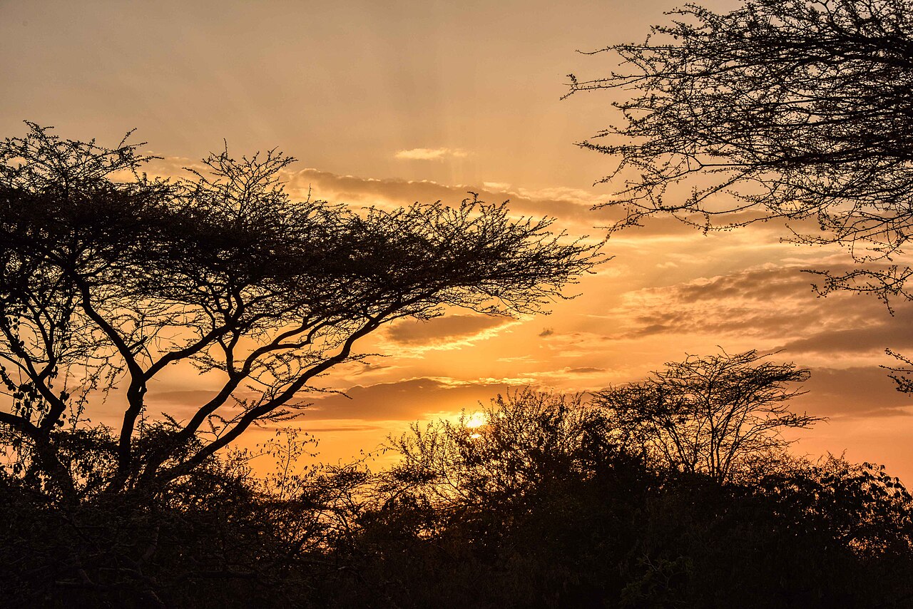 Acacia Sunset, Omo Valley, Ethiopia ()