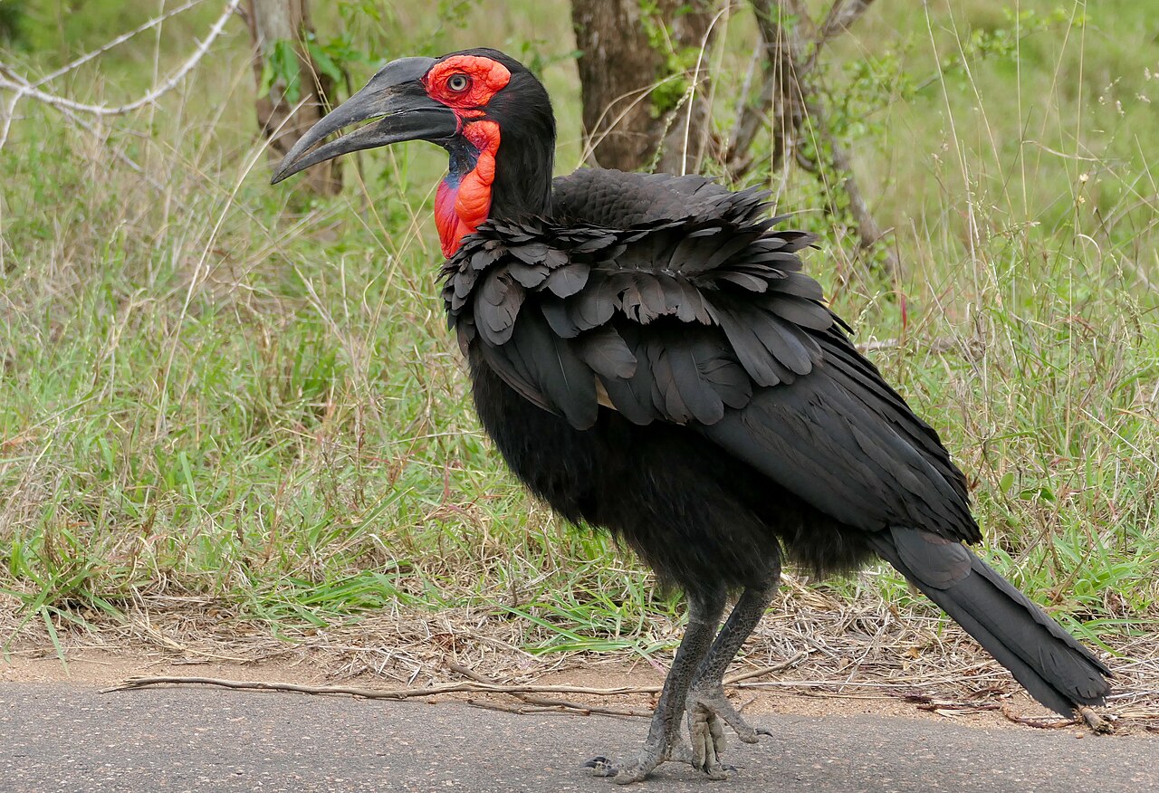 Southern Ground Hornbill (Bucorvus leadbeateri), female on the move