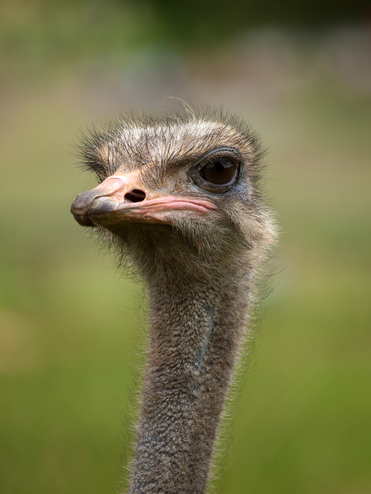 Struthio camelus portrait Whipsnade Zoo