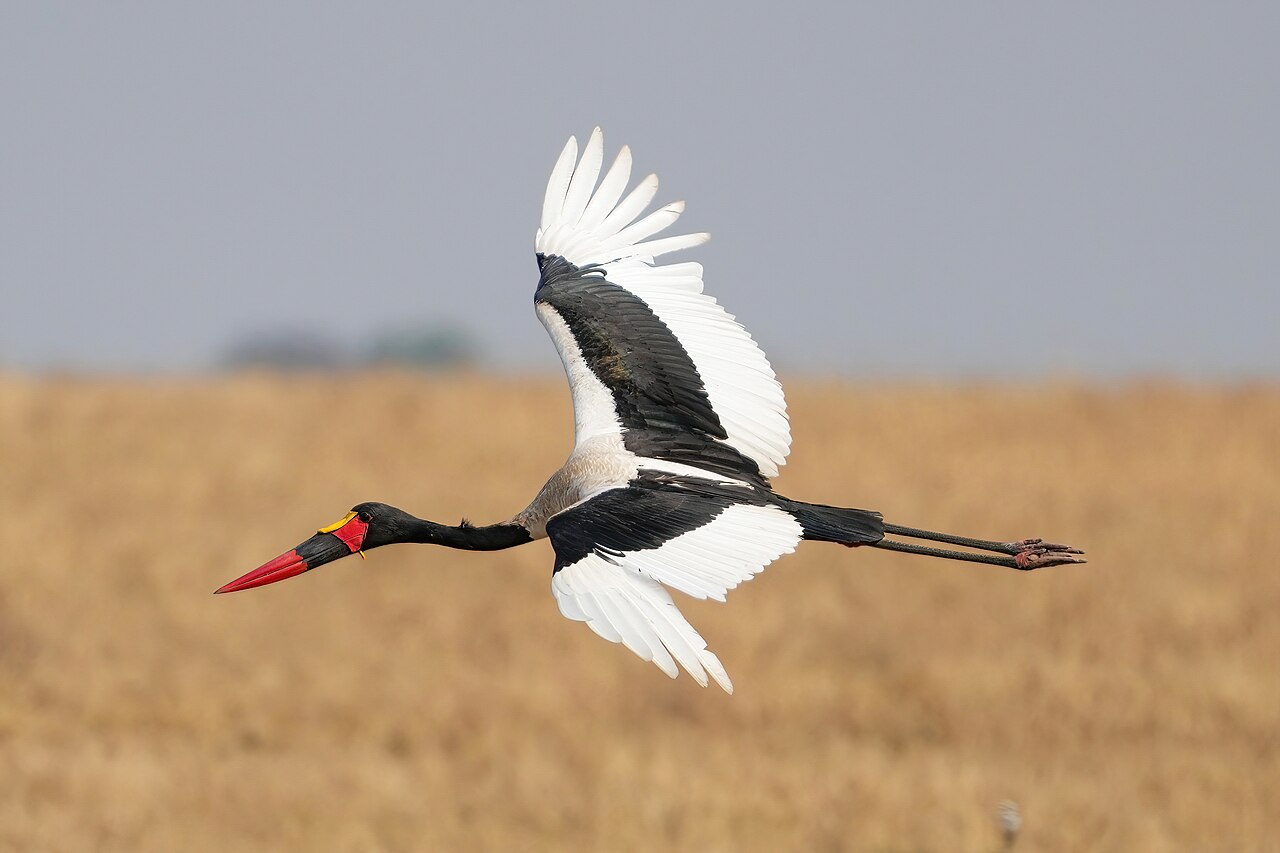 031 Saddle-billed stork in flight in the Serengeti National Park Photo by Giles Laurent