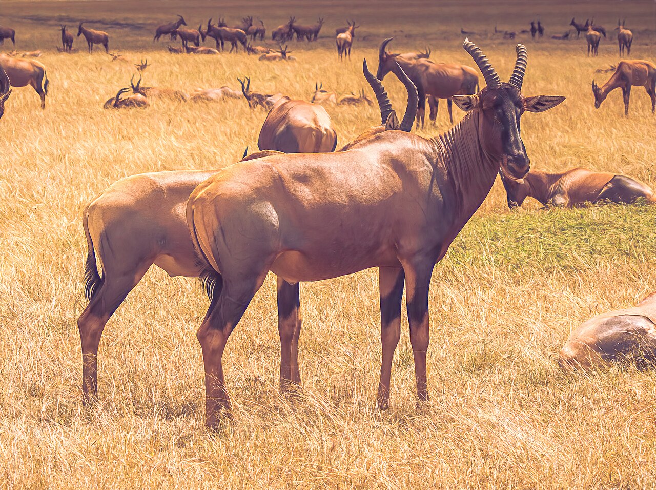 Topi, Maasai Mara - Flickr - . Ray in Manila