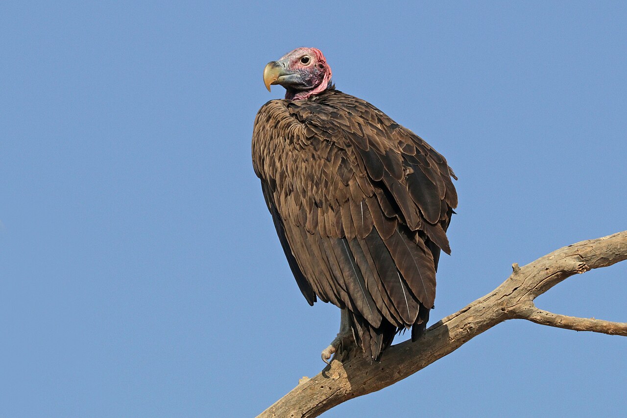 Lappet-faced vulture (Torgos tracheliotus) Namibia