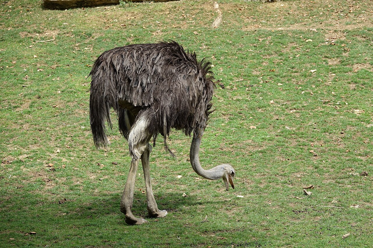 Autruche d'Afrique (Struthio camelus) (2)