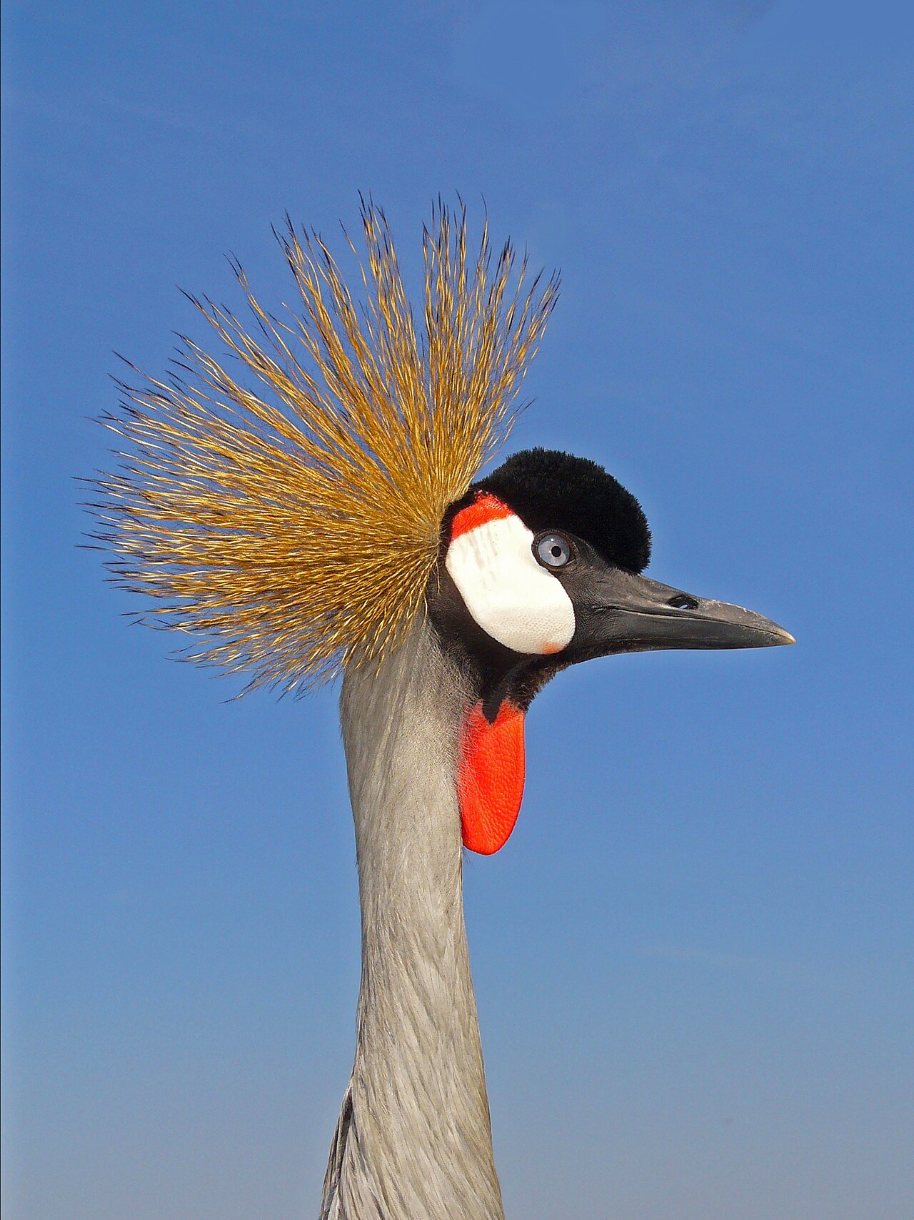 Balearica regulorum 001