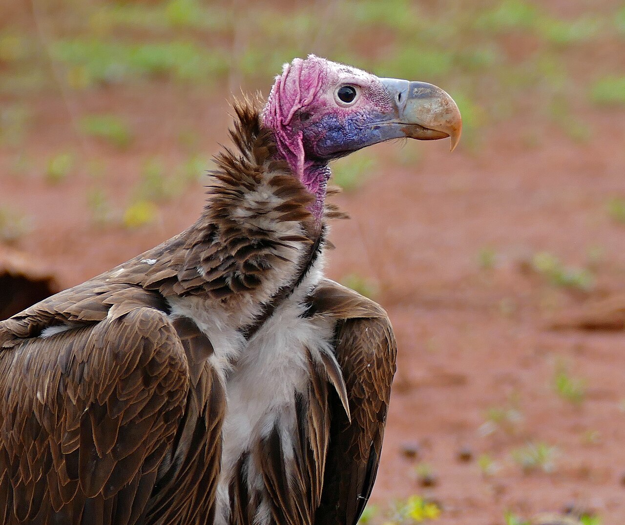 Lappet-faced Vulture (Torgos tracheliotos) ()