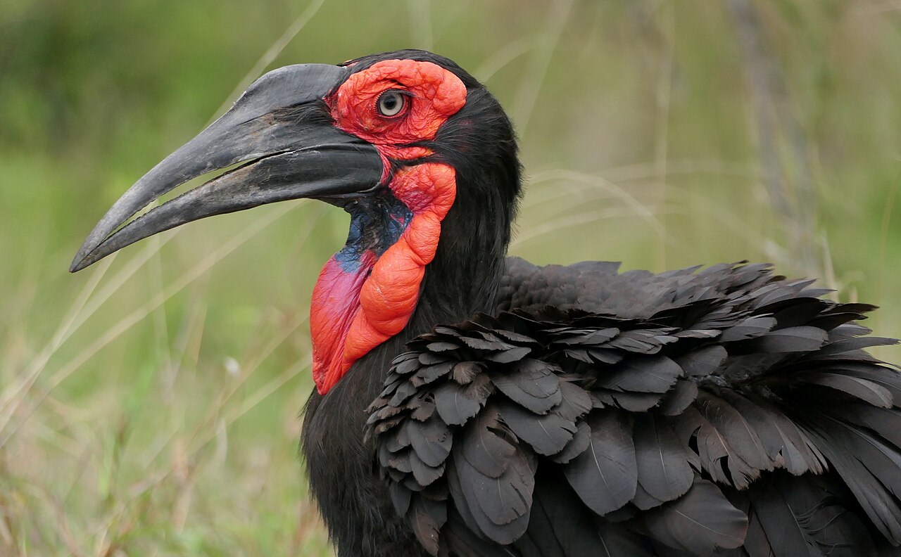 Southern Ground Hornbill (Bucorvus leadbeateri) female