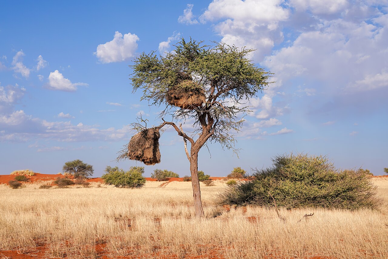 119 Sociable weaver nests on an Acacia tree in the Kalahari Desert of Namibia Photo by Giles Laurent