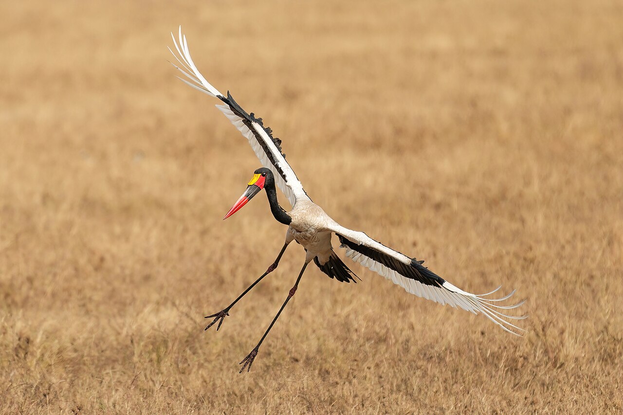 032 Saddle-billed stork landing in the Serengeti National Park Photo by Giles Laurent