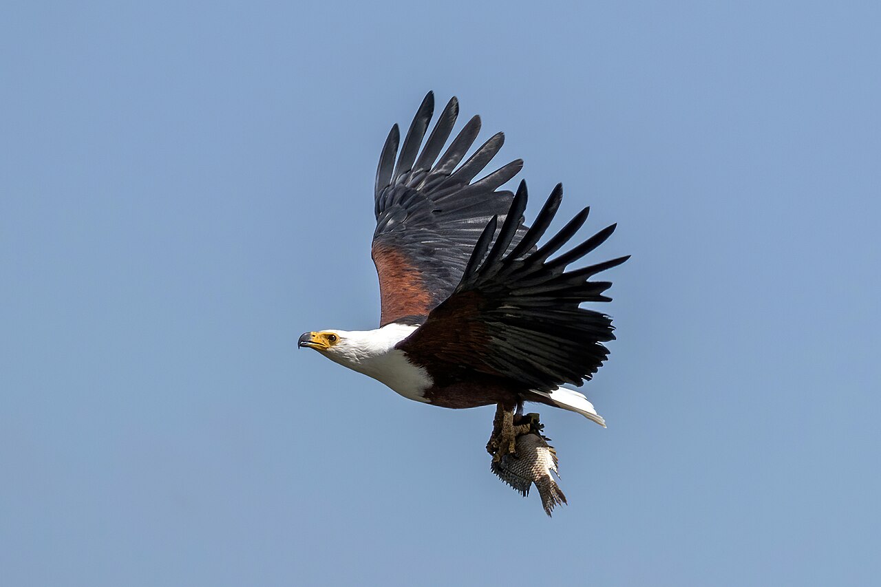 African fish eagle (Haliaeetus vocifer) with fish