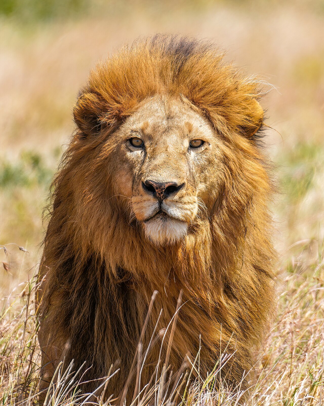 011 The lion king Tryggve in the Serengeti National Park Photo by Giles Laurent