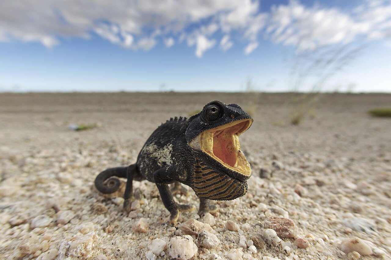 Chamaeleo namaquensis (Namib-Naukluft, 2011)