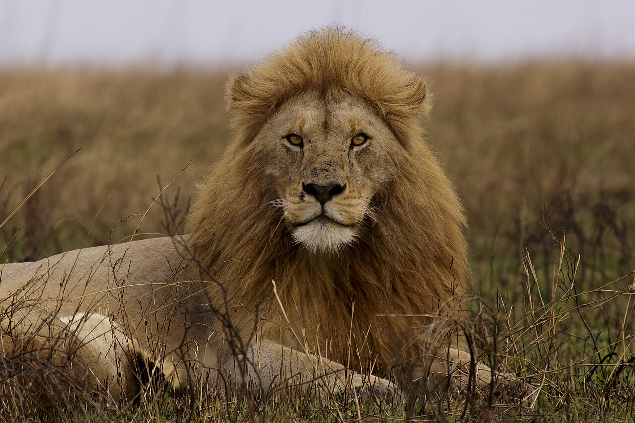 Serengeti National Park 08 - lion - Panthera leo